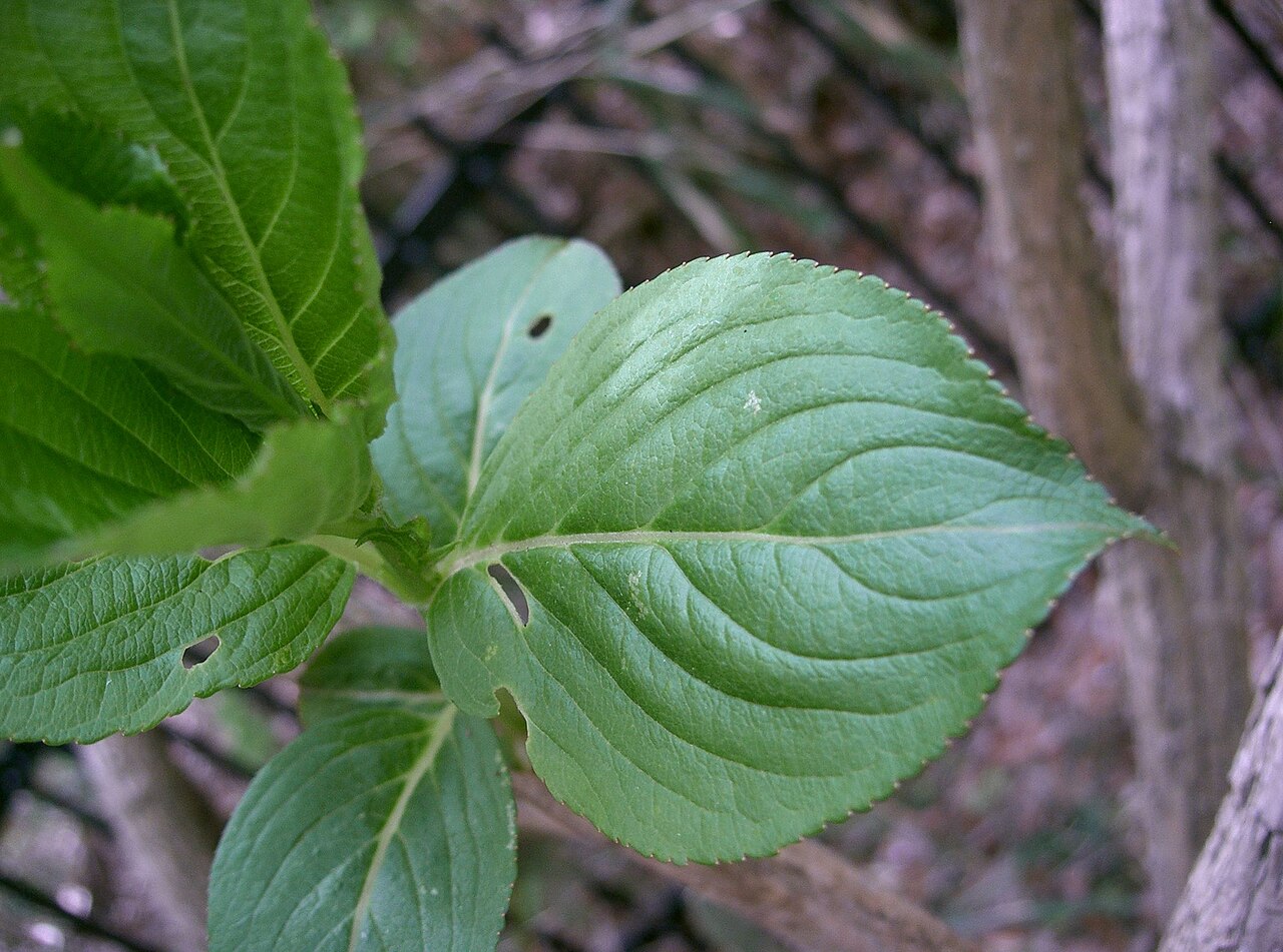 Deutzia scabra, Fuzzy deutzia — upright deciduous (Hydrangeaceae) (image 4 of 10)