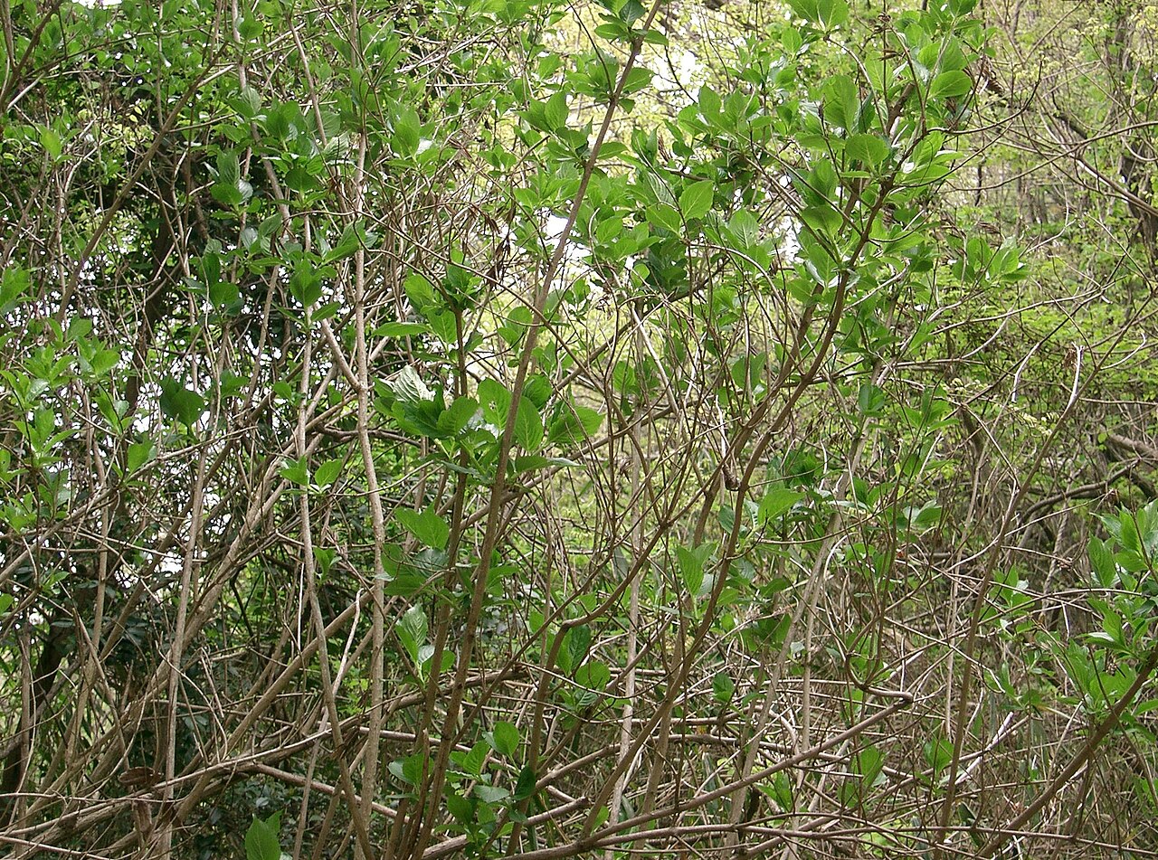 Deutzia scabra, Fuzzy deutzia — upright deciduous (Hydrangeaceae) (image 6 of 10)