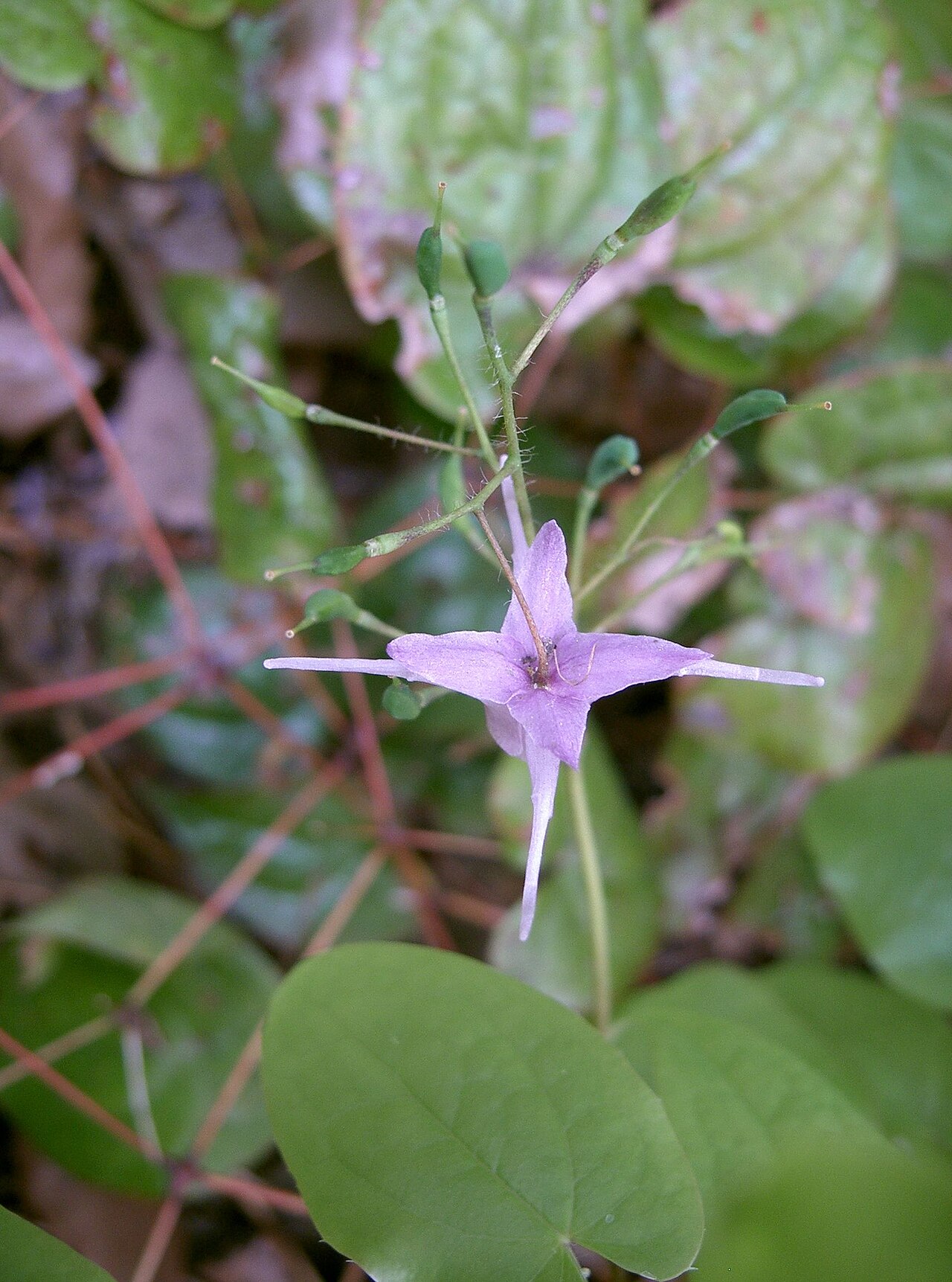Epimedium grandiflorum, Bishop's hat — spreading deciduous (Berberidaceae) (image 4 of 10)
