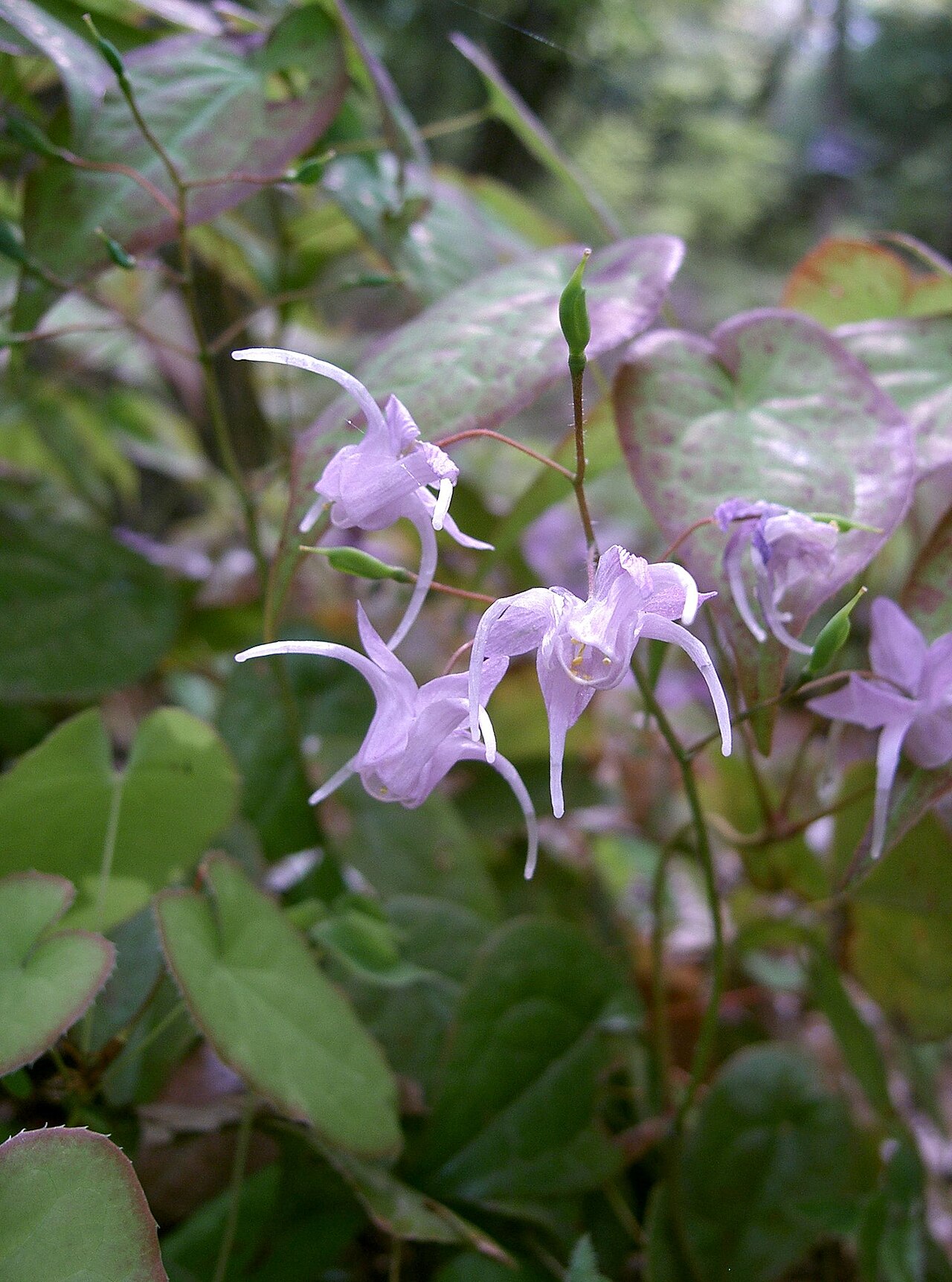 Epimedium grandiflorum, Bishop's hat — spreading deciduous (Berberidaceae) (image 5 of 10)