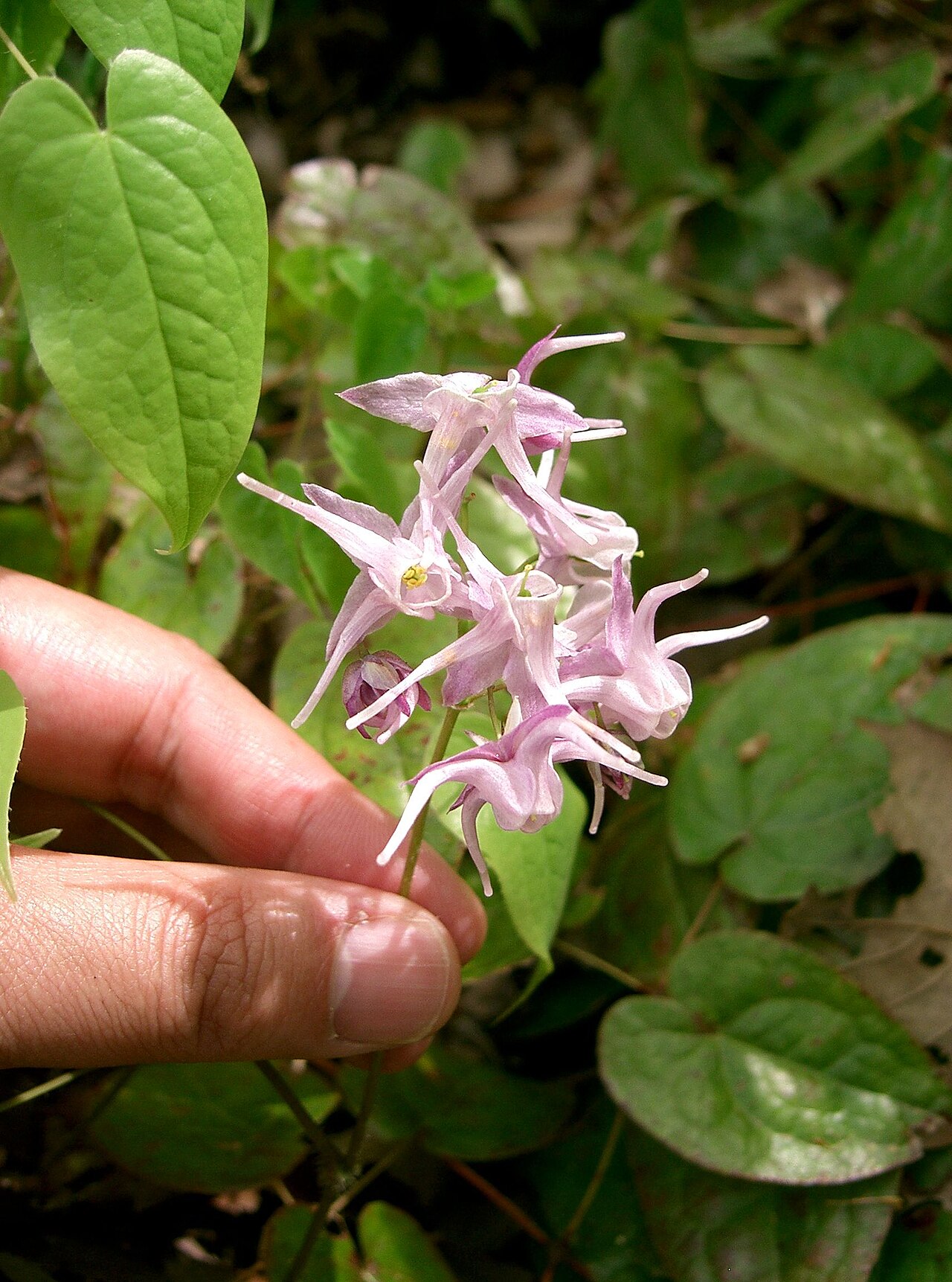 Epimedium grandiflorum, Bishop's hat — spreading deciduous (Berberidaceae) (image 6 of 10)