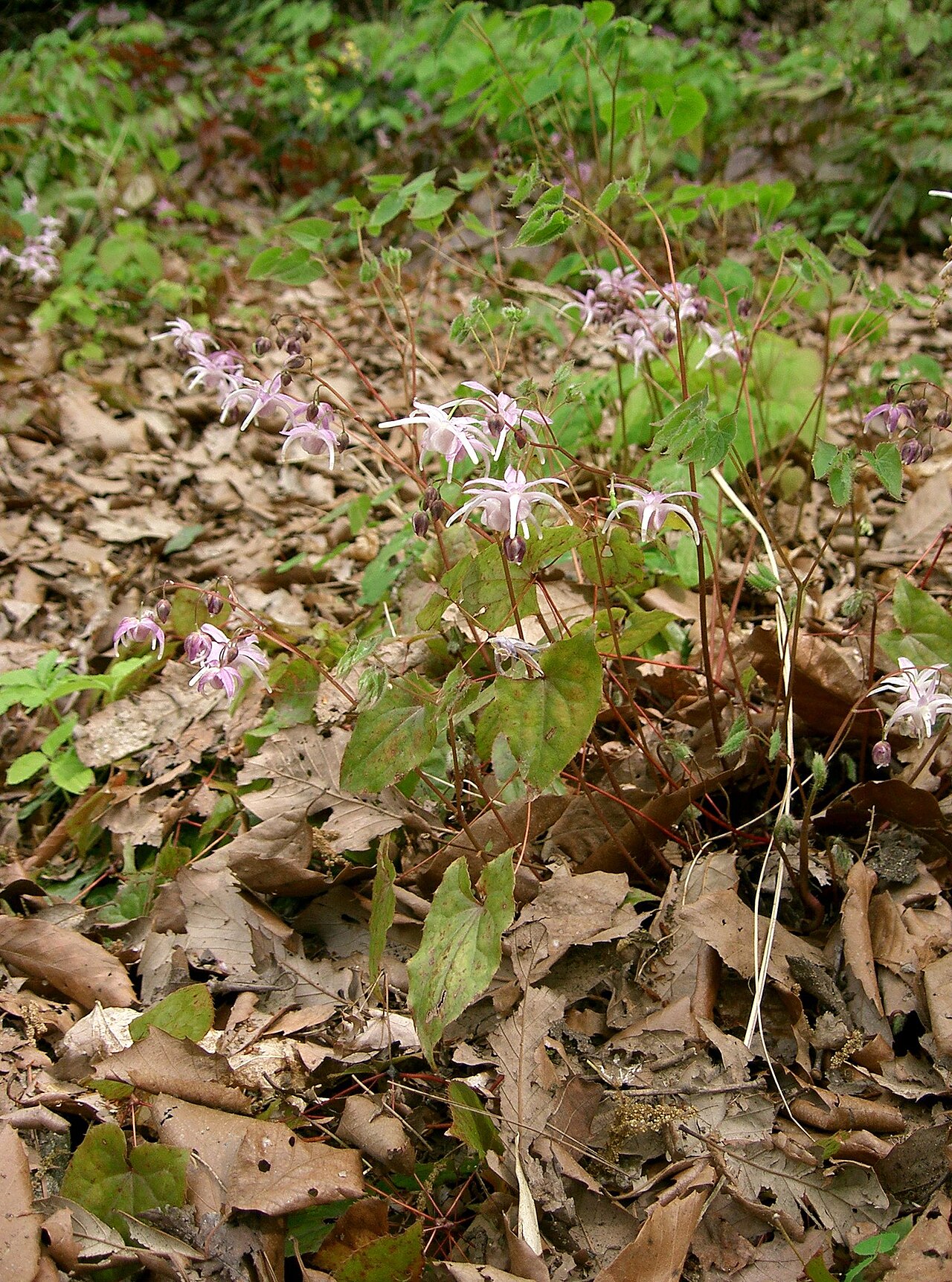Epimedium grandiflorum, Bishop's hat — spreading deciduous (Berberidaceae) (image 7 of 10)