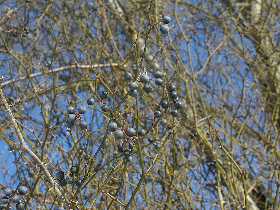 Smilax rotundifolia (roundleaf greenbrier)