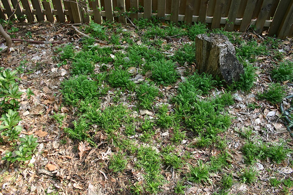Cardamine impatiens (narrow-leaved bittercress) (alternate view 9)