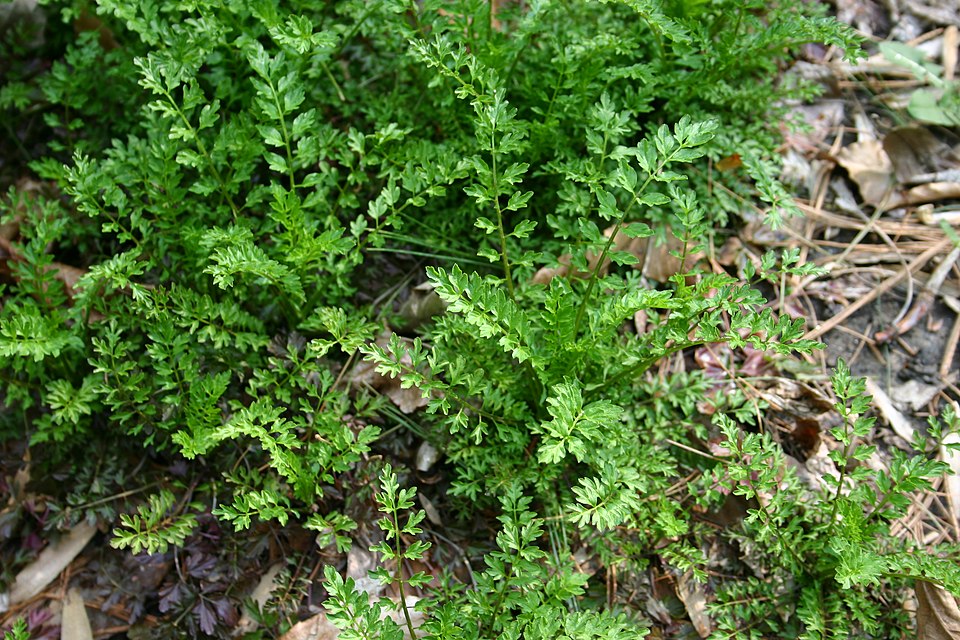 Cardamine impatiens (narrow-leaved bittercress) (alternate view 10)