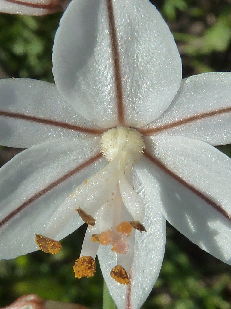 Asphodelus fistulosus (Onion-Leafed Asphodel) (alternate view 10)