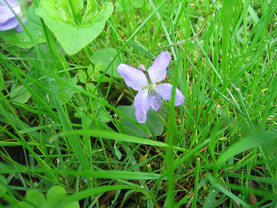 Viola labradorica (Labrador violet) (alternate view 3)