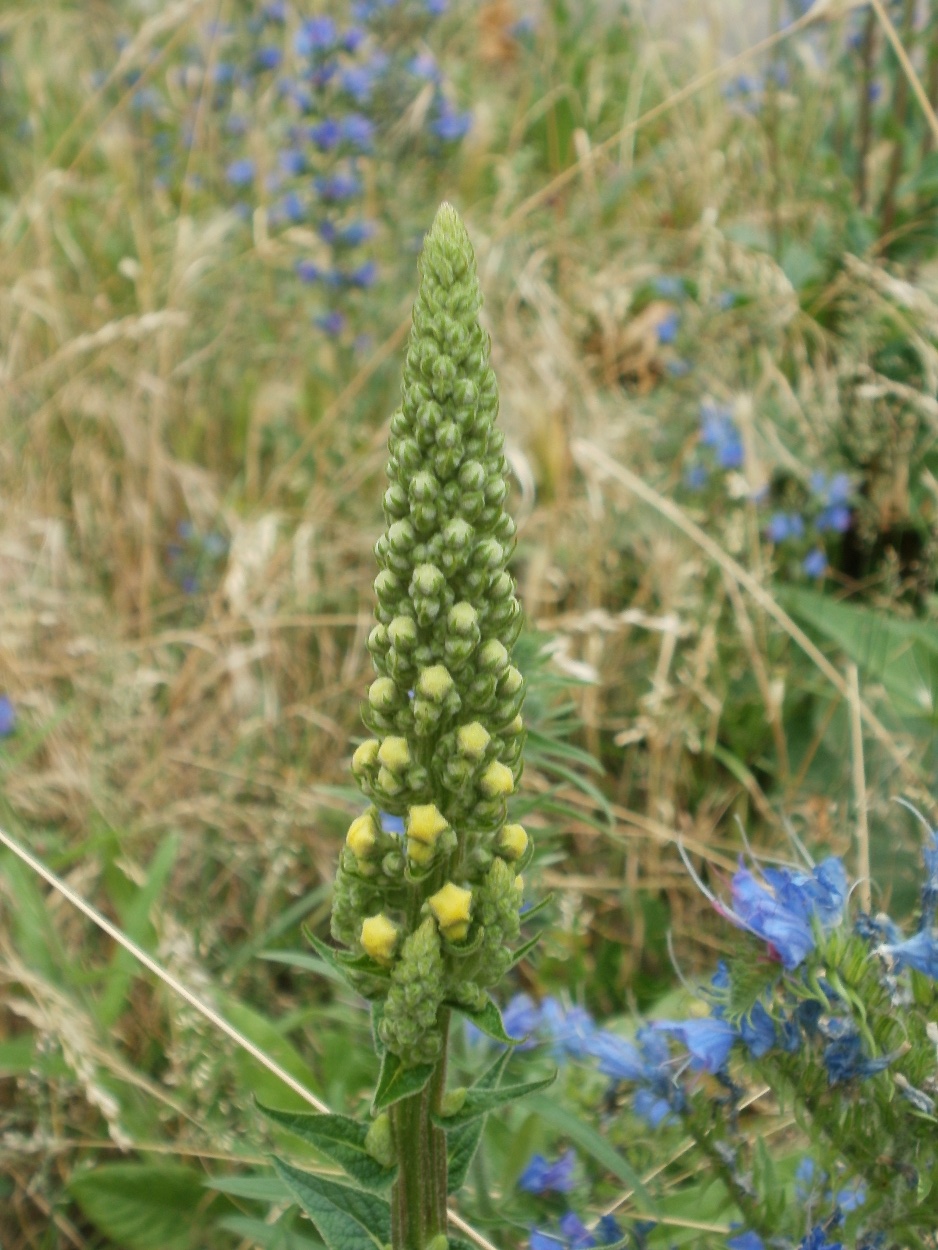 Verbascum nigrum (Dark Mullein)