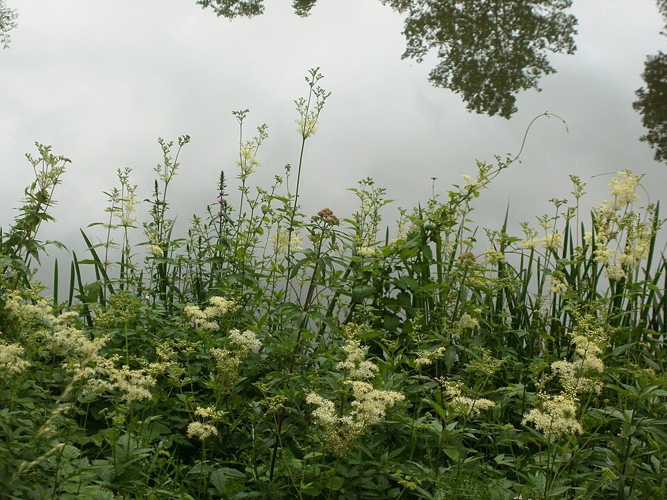 Filipendula ulmaria (Meadowsweet)