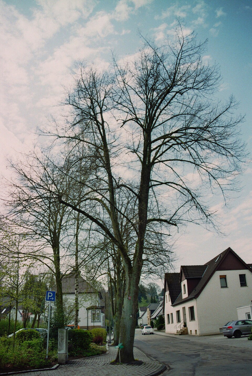 Tilia americana (basswood) (alternate view 6)