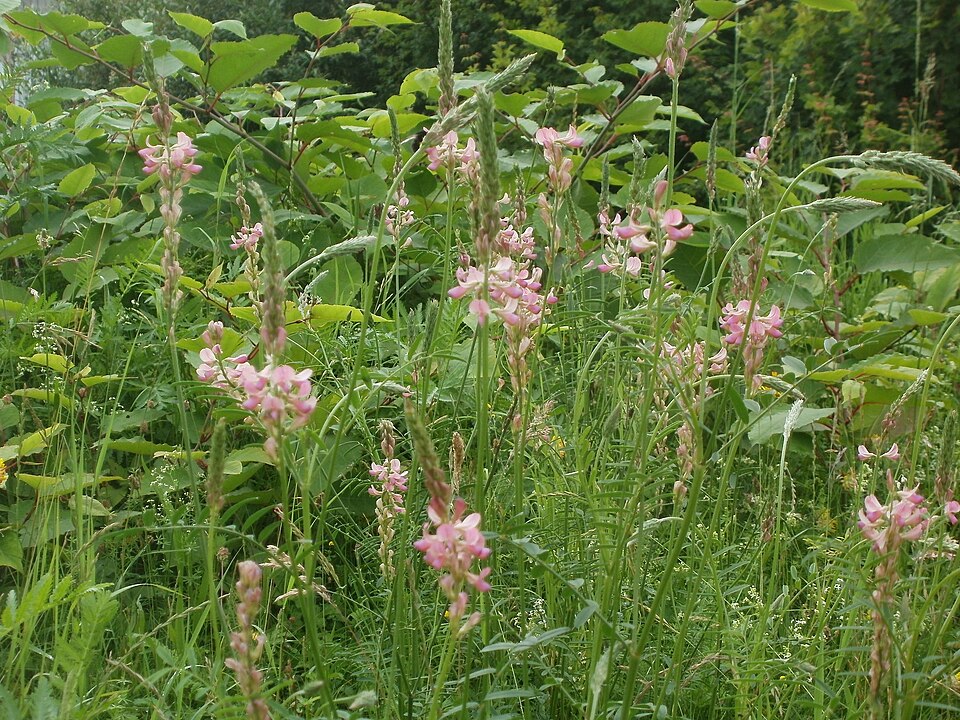 Onobrychis viciifolia (Sainfoin)