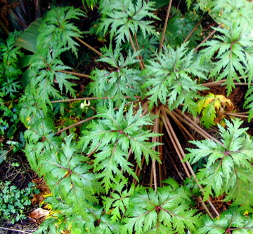 Geranium maderense (alternate view 12)