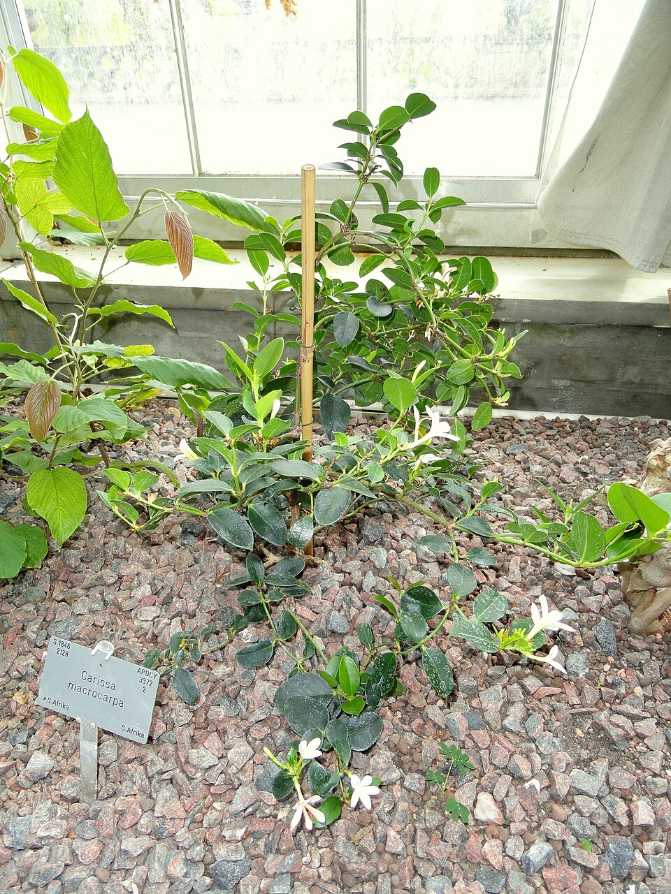 Carissa macrocarpa (Natal Plum) (alternate view 8)