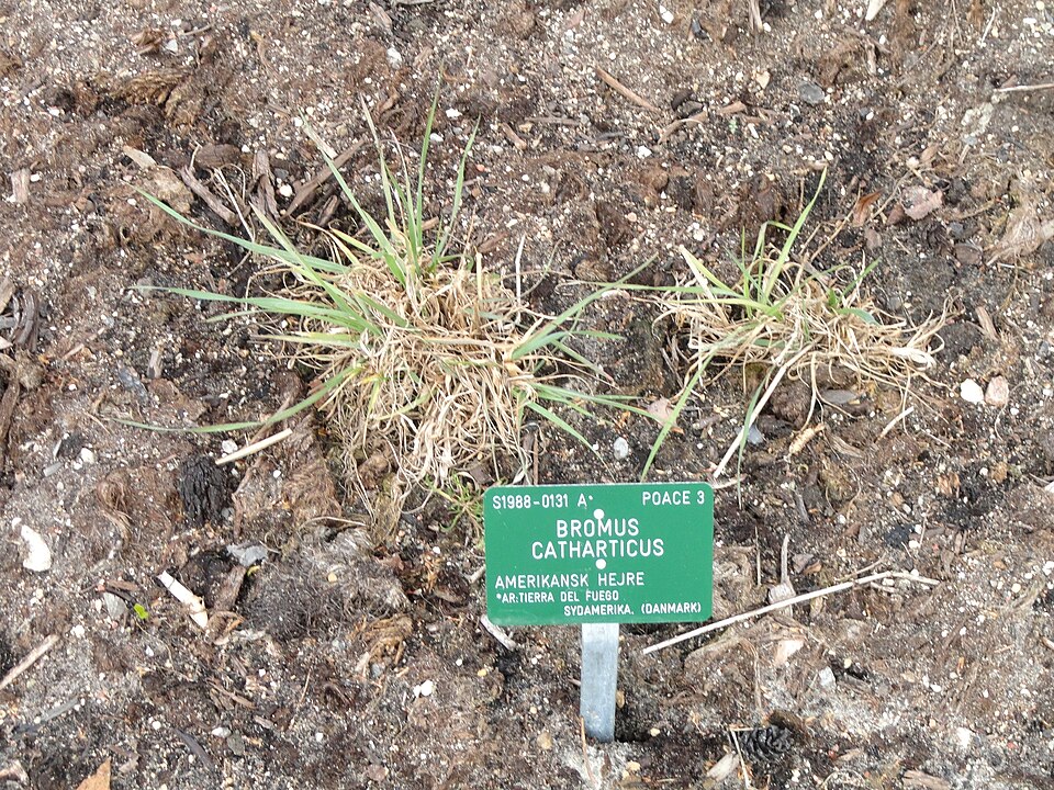 Bromus catharticus (Rescue Brome)