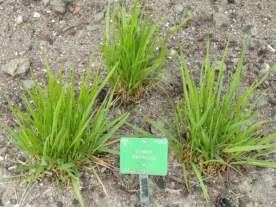 Elymus virginicus (Virginia wildrye) (alternate view 7)