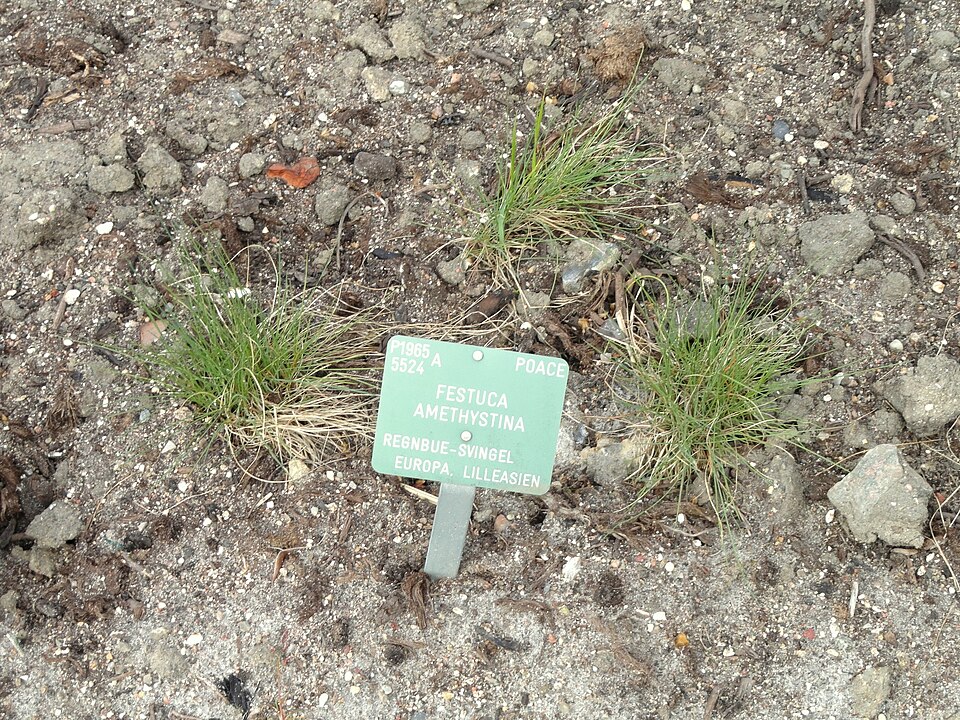 Festuca amethystina (alternate view 9)