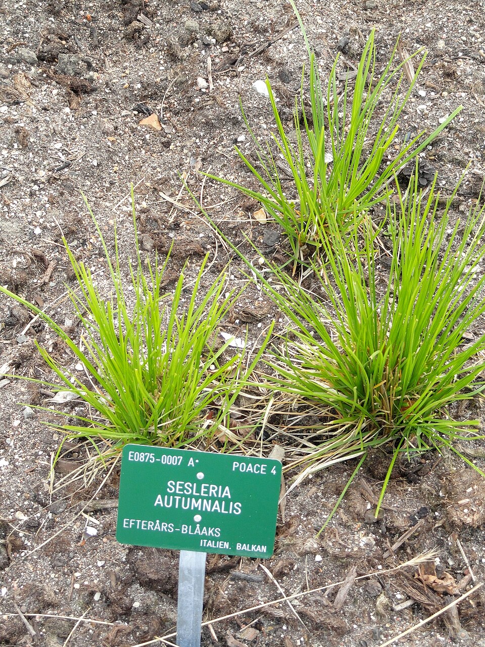Sesleria autumnalis (Autumn Moor Grass) (alternate view 7)