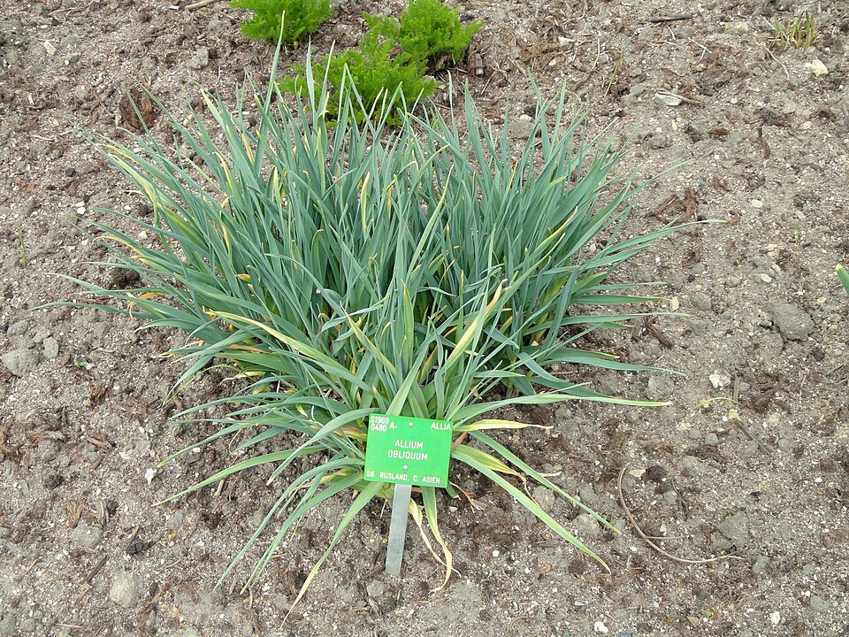 Allium obliquum (alternate view 7)
