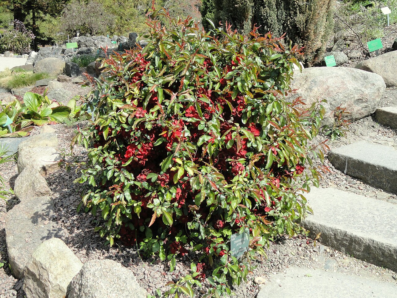 Chaenomeles japonica, Japanese quince — spreading deciduous (Rosaceae) (image 5 of 10)