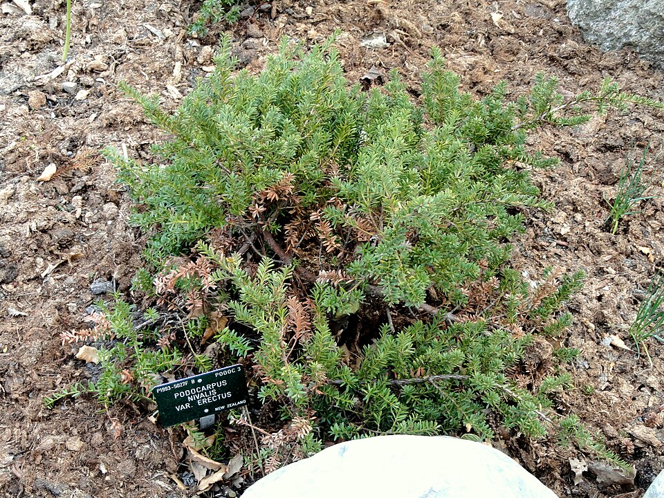 Podocarpus nivalis (Snow Totara) (alternate view 6)