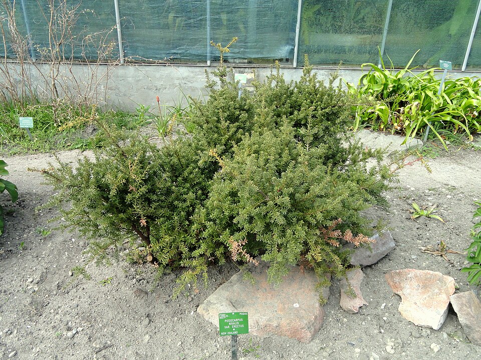 Podocarpus nivalis (Snow Totara) (alternate view 7)