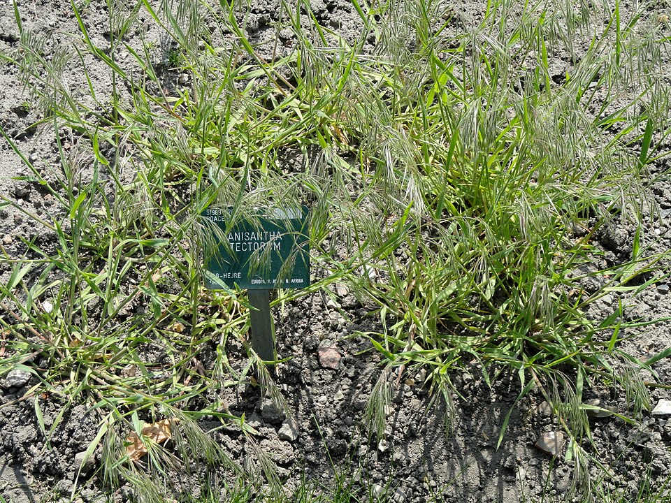Bromus tectorum (cheat grass) (alternate view 8)