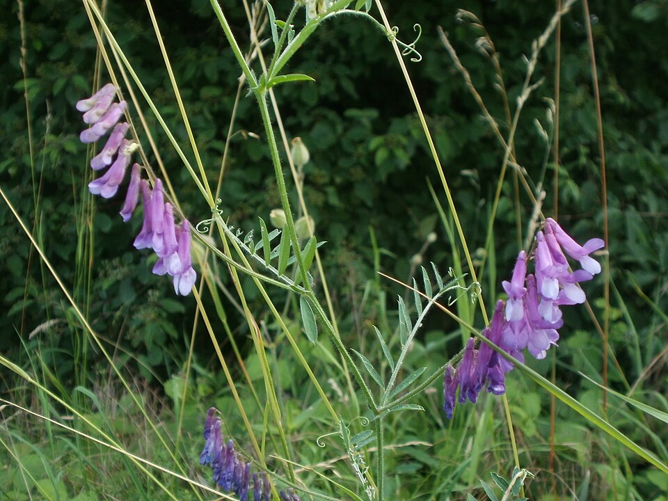 Vicia villosa (woolly vetch) (alternate view 9)