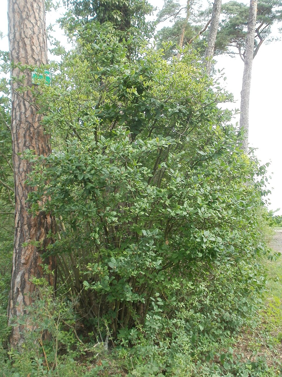 Crataegus germanica (Medlar)