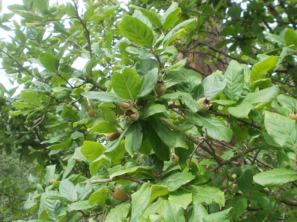 Crataegus germanica (Medlar)