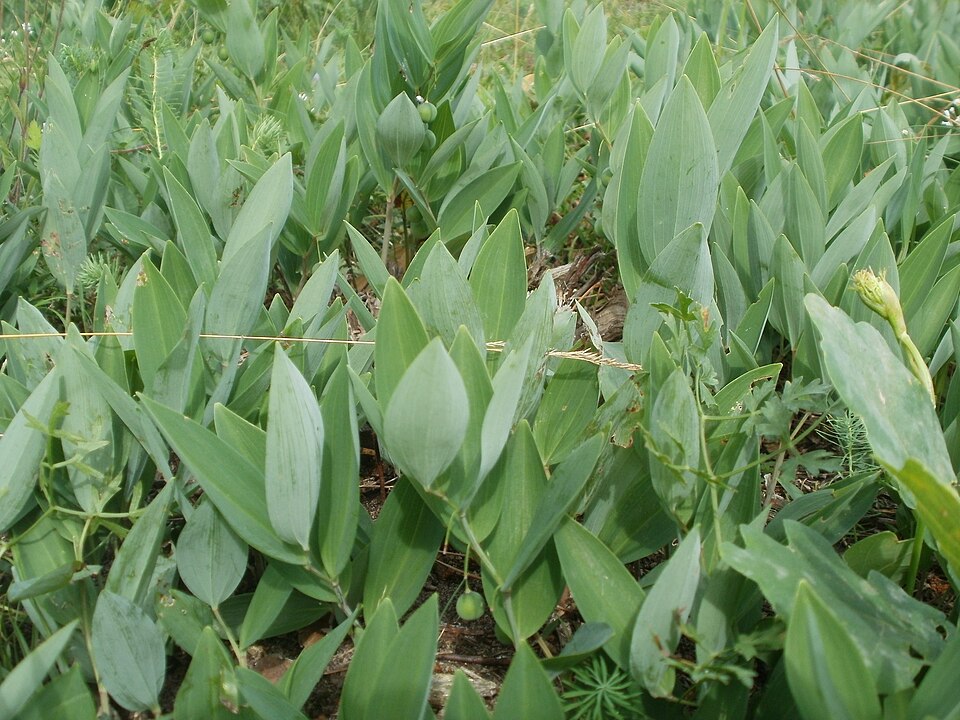 Polygonatum odoratum (Solomon's Seal) (alternate view 9)