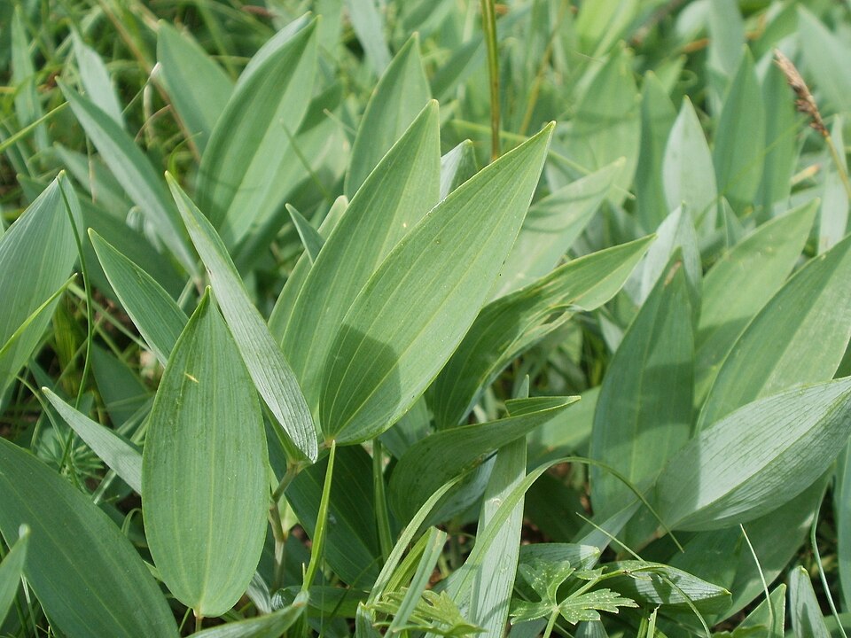 Polygonatum odoratum (Solomon's Seal) (alternate view 10)