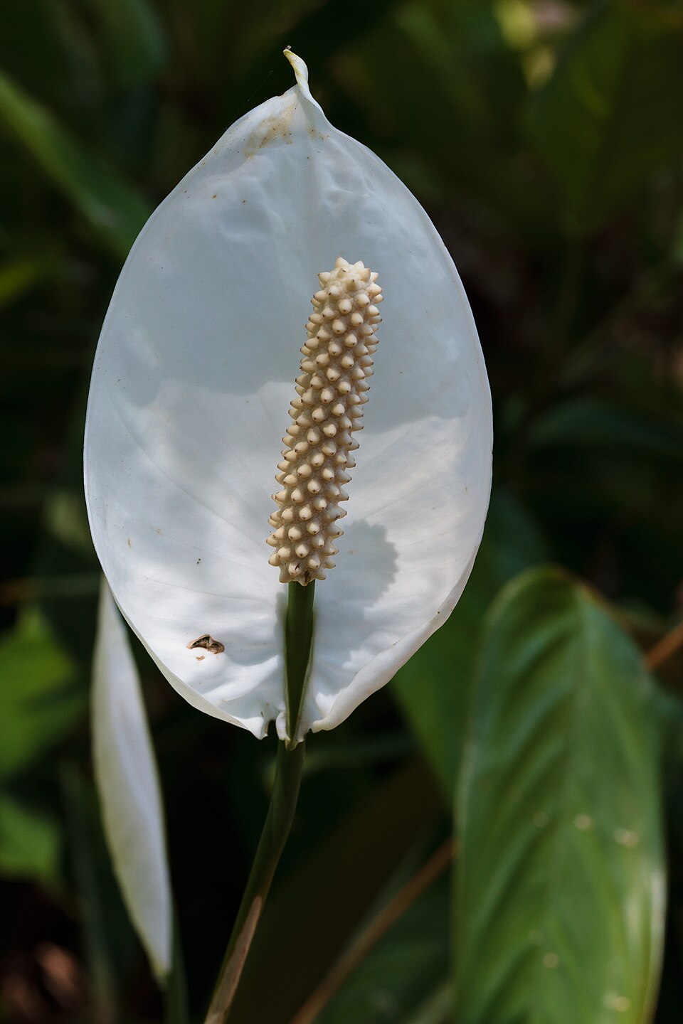 Spathiphyllum wallisii (Peace Lily) (alternate view 7)