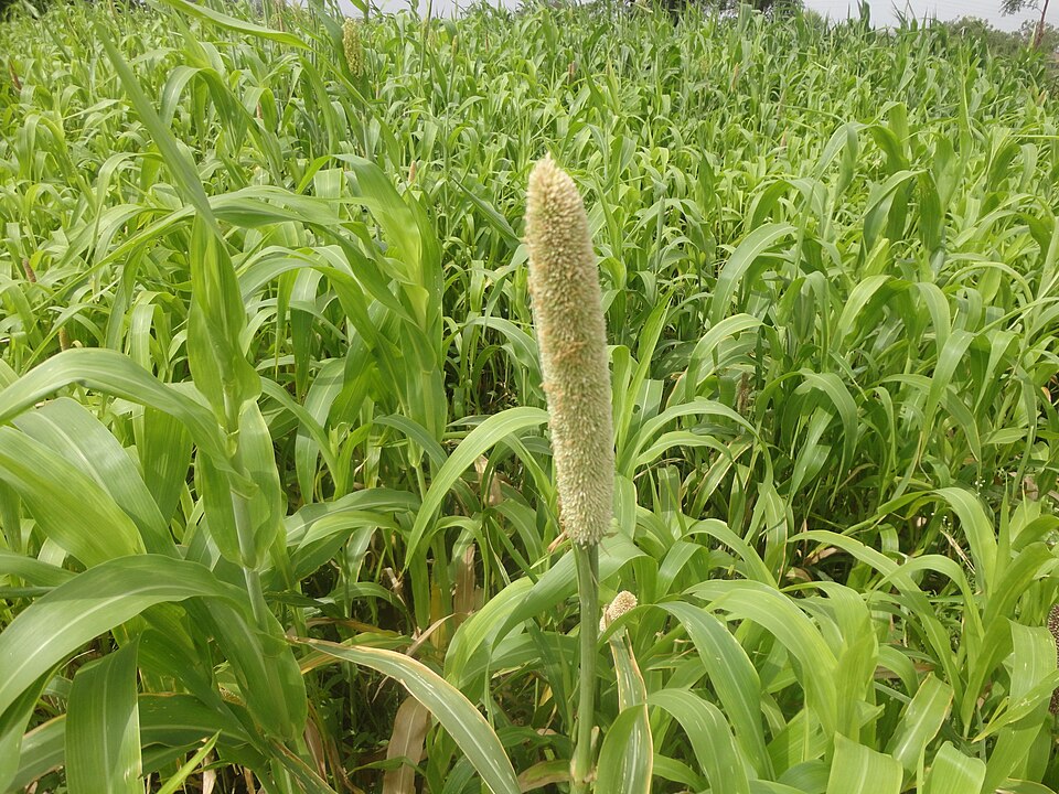 Sorghum bicolor (Sorghums) (alternate view 6)