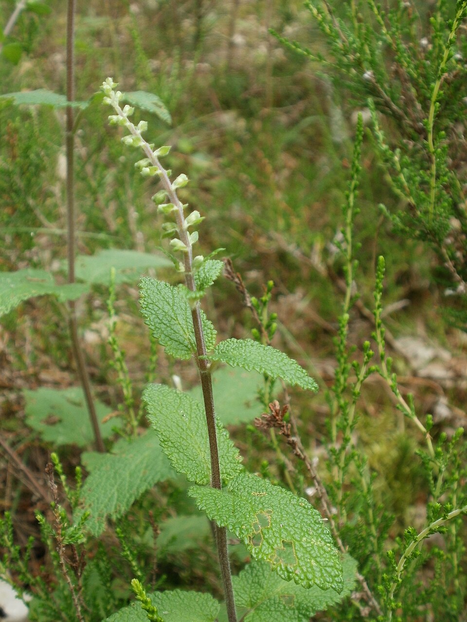 Teucrium scorodonia (woodland germander)