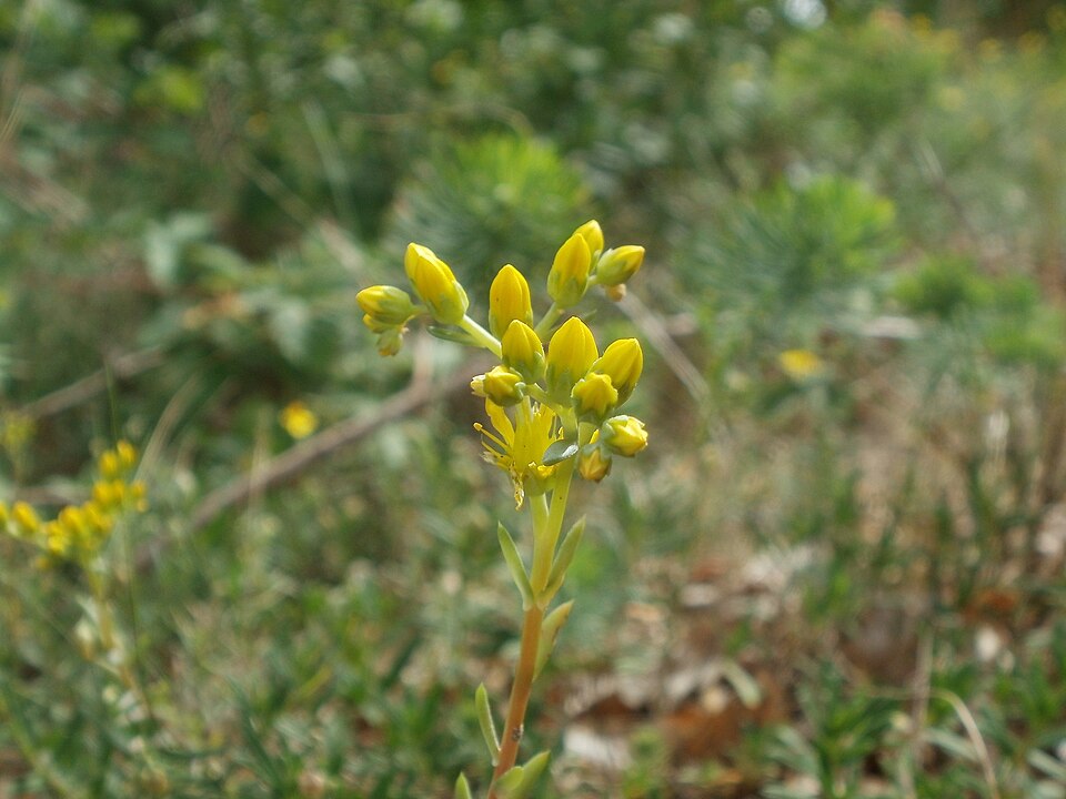 Petrosedum rupestre (Reflexed Stonecrop)