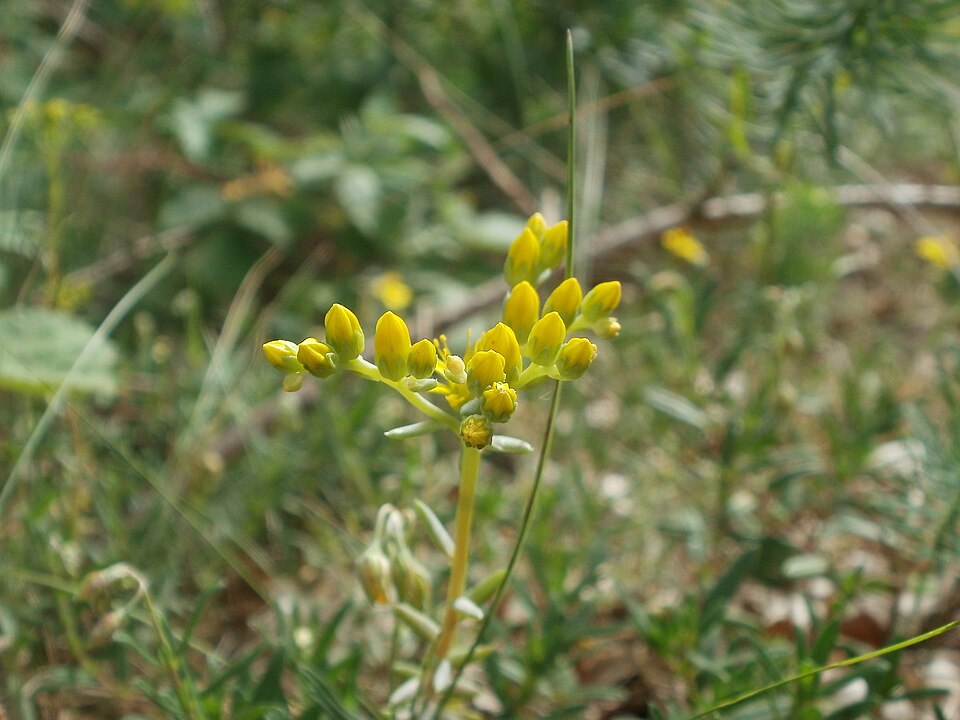 Petrosedum rupestre (Reflexed Stonecrop)