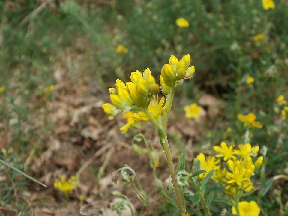Petrosedum rupestre (Reflexed Stonecrop)