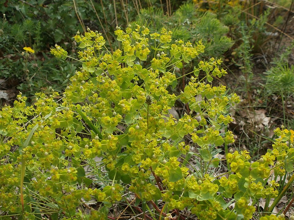 Euphorbia seguieriana (alternate view 10)