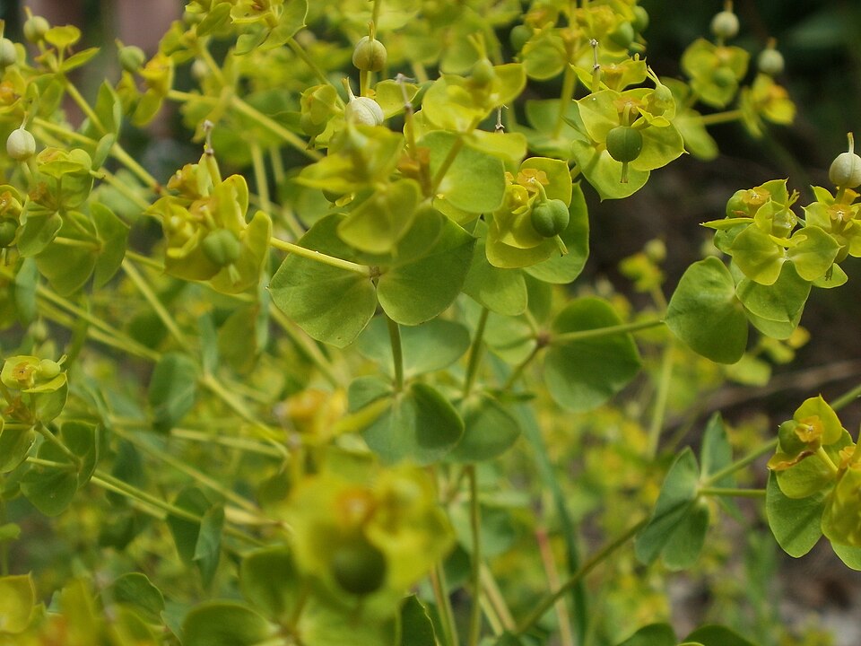 Euphorbia seguieriana (alternate view 11)