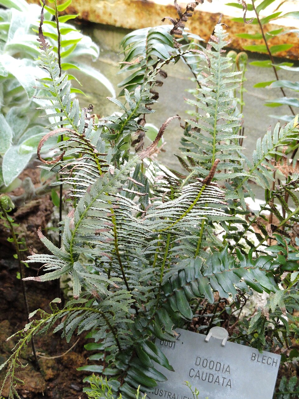Doodia caudata (Small Rasp Fern) (alternate view 6)