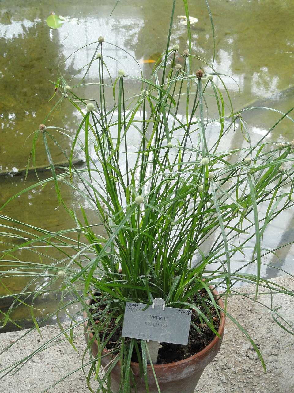 Rhynchospora colorata (White-Top Sedge) (alternate view 9)