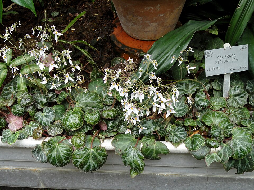 Saxifraga stolonifera (strawberry begonia) (alternate view 9)