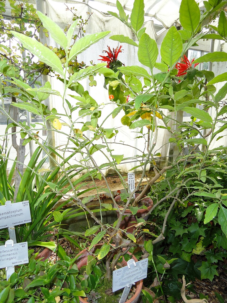 Solanum pseudocapsicum (Jerusalem cherry) (alternate view 10)