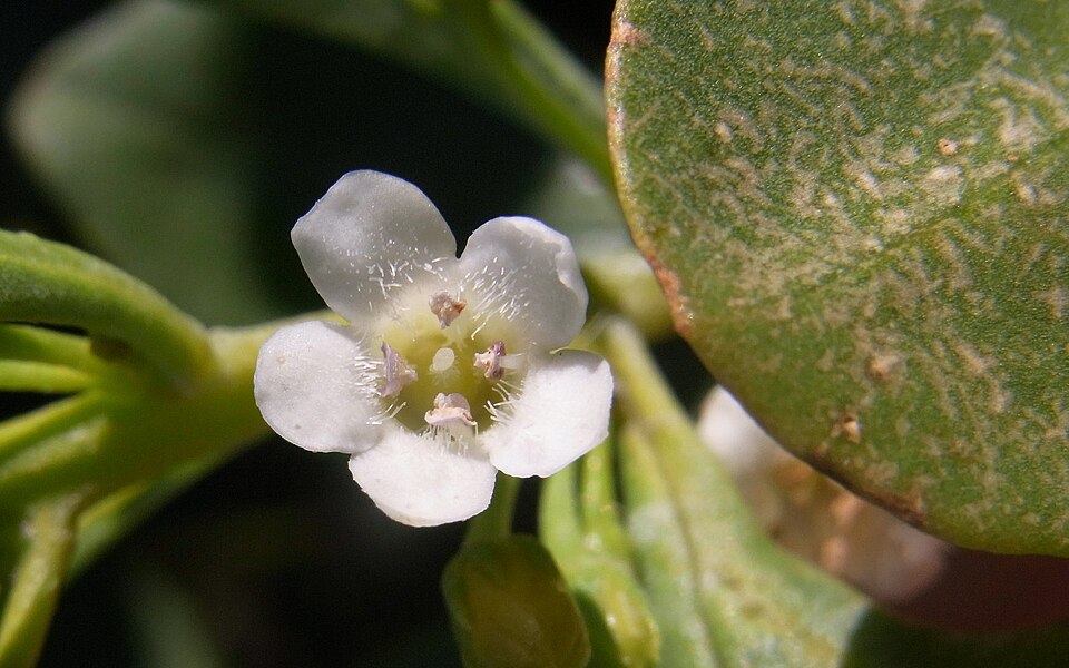 Myoporum boninense (Boobialla) (alternate view 6)
