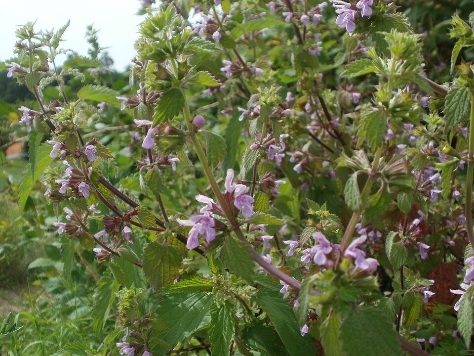 Ballota nigra (Black Horehound) (alternate view 5)