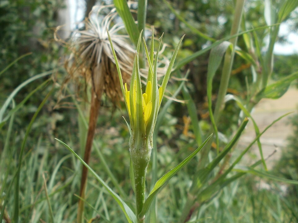 Tragopogon dubius (Yellow Salsify)