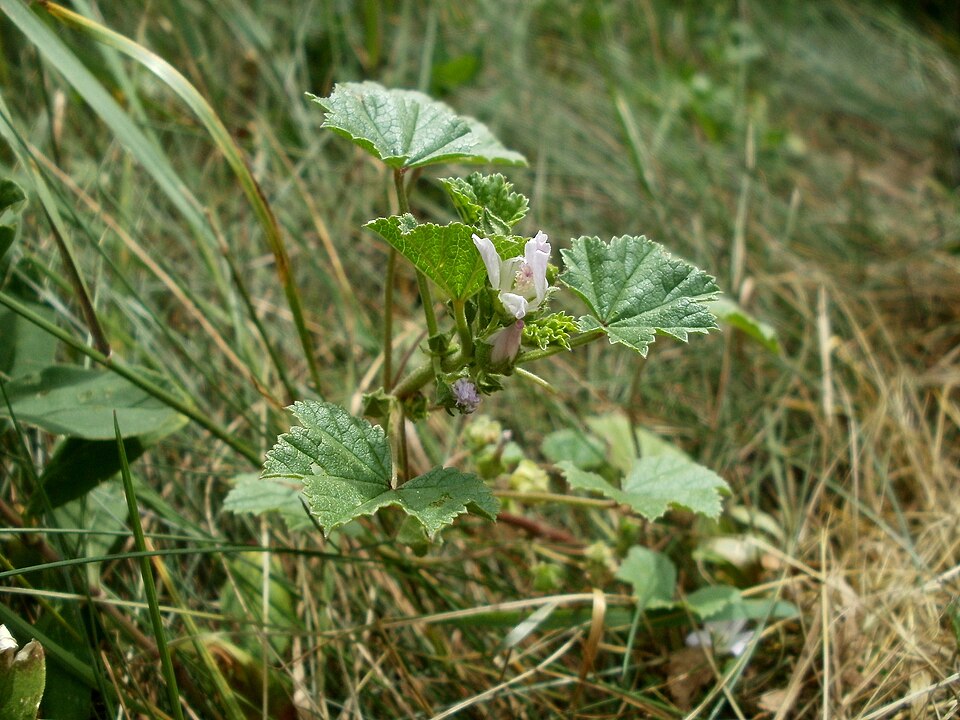 Malva neglecta (dwarf mallow, cheese plant) (alternate view 6)