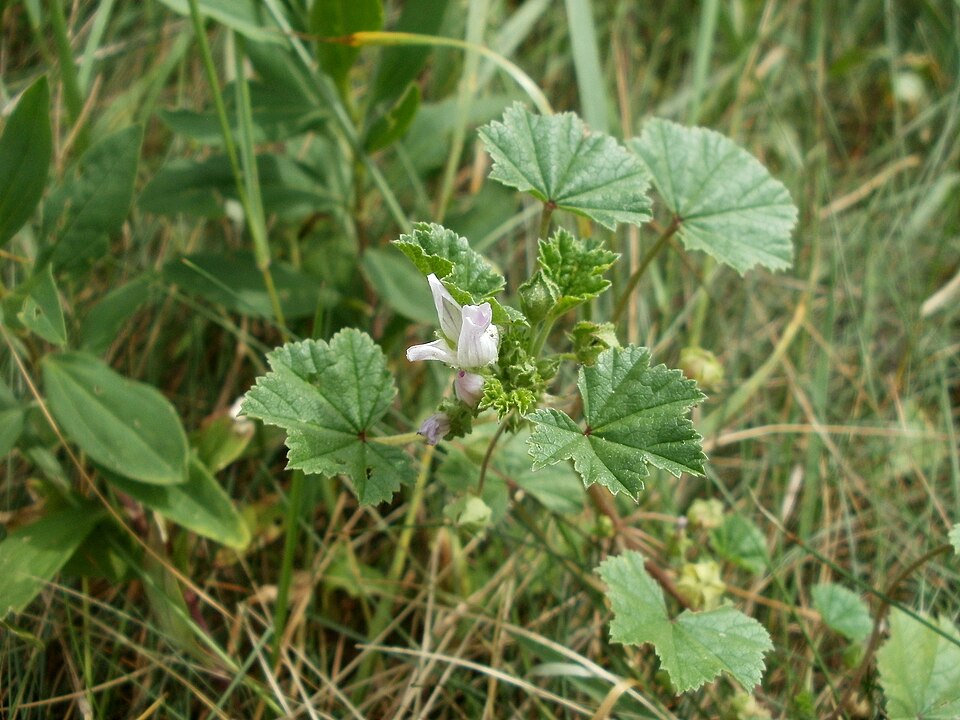 Malva neglecta (dwarf mallow, cheese plant) (alternate view 7)