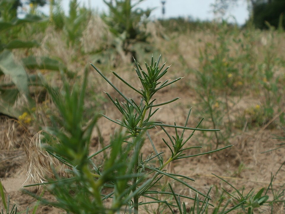 Salsola tragus (Prickly Russian Thistle) (alternate view 6)