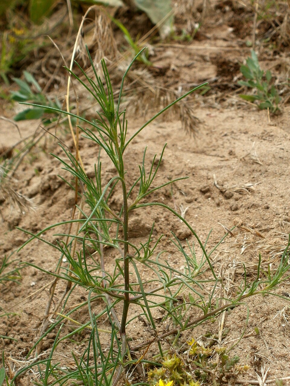 Salsola tragus (Prickly Russian Thistle) (alternate view 7)